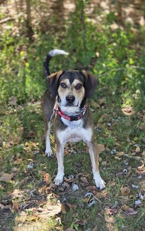 A dog with a black, brown, and white coat standing on grass, wearing a red collar.