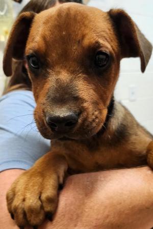Clifford, Rhodesian Ridgeback / Mountain Cur, puppy, available for adoption