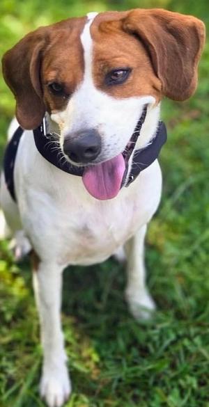 CHUCK, Hound, adult, available for adoption