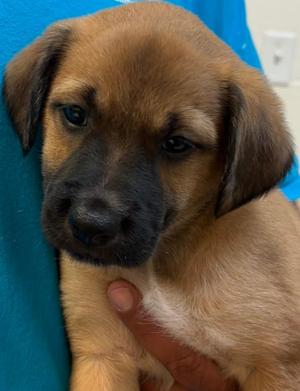 KRAKEN, Beagle / Labrador Retriever, puppy, available for adoption