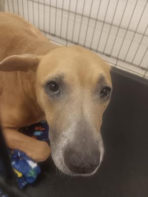 Echo, Pit Bull Terrier, senior, available for adoption