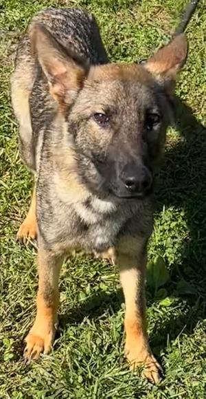 Luna, German Shepherd Dog, puppy, available for adoption