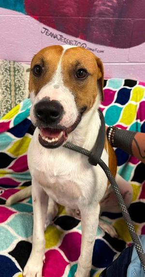 BOONE, Hound, young, available for adoption