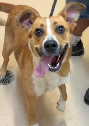 LIBERTY, Mountain Cur / Pit Bull Terrier, young, available for adoption