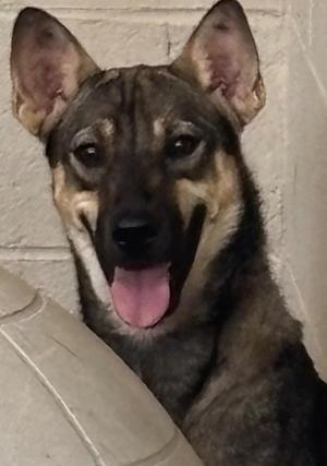 GYPSY, Shepherd, puppy, available for adoption