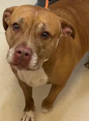 A close-up, eye-level shot of a brown and white pit bull dog looking directly at the camera. The dog has floppy ears, a white patch on its chest, and its front paws are visible. The background is a plain, light-colored surface.