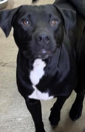BILLY, Labrador Retriever / Rottweiler, young, available for adoption