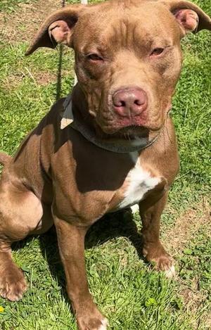 MOOSE, Pit Bull Terrier, young, available for adoption