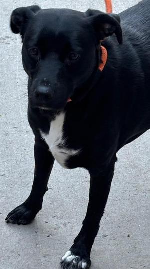 MOLLY, Rat Terrier / Australian Cattle Dog / Blue Heeler, young, available for adoption