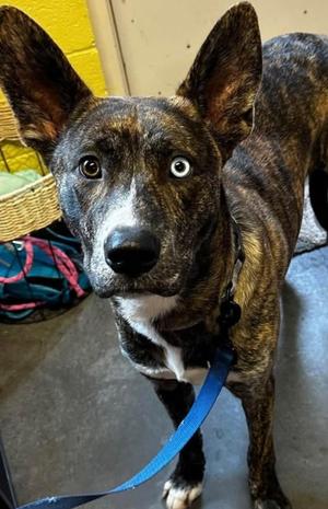 BRUNO, Dutch Shepherd, puppy, available for adoption