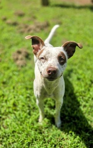 MARGIE, Pointer, young, available for adoption