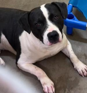 Holston, Pit Bull Terrier, young, available for adoption