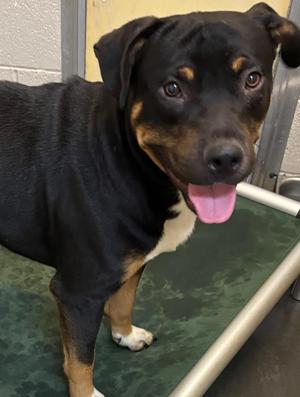 DRACO, Rottweiler, young, available for adoption