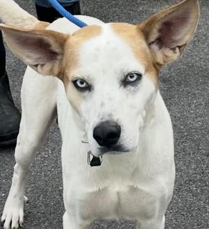 BATMAN, Australian Cattle Dog / Blue Heeler, young, available for adoption