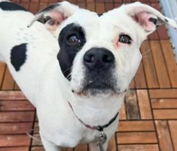 HONEY, Pit Bull Terrier, young, available for adoption