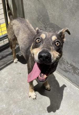 Brutus, Mixed Breed, senior, available for adoption