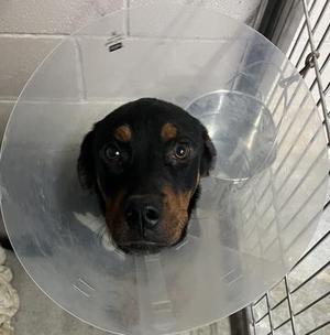 Arnold, Rottweiler / Mixed Breed, adult, available for adoption