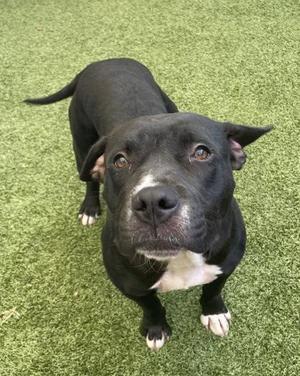 Cypress, Mixed Breed, adult, available for adoption