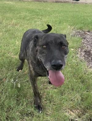 Creek, Mixed Breed, adult, available for adoption