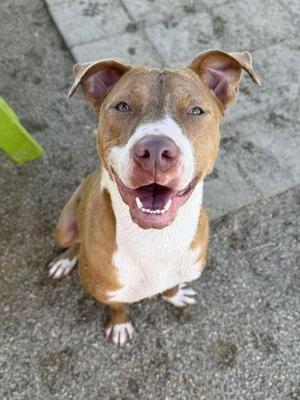 Baby, Mixed Breed, adult, available for adoption