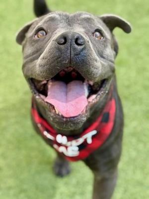 Curly Fry, Mixed Breed, adult, available for adoption