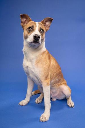 Diego, Shepherd / Mixed Breed, adult, available for adoption