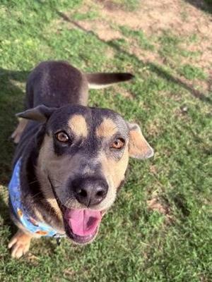 Biscuit, Mixed Breed, adult, available for adoption
