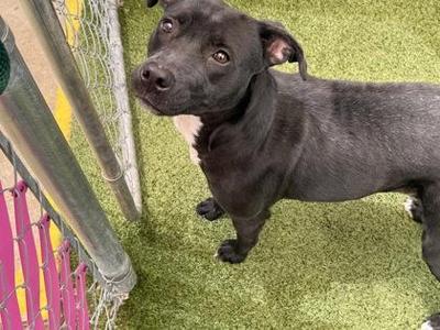 Cookie Crumble, Mixed Breed, adult, available for adoption