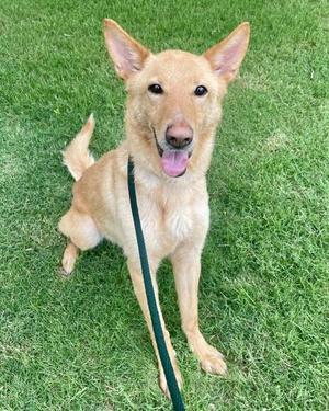 Alice, Shepherd / Mixed Breed, adult, available for adoption