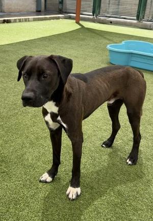 Domino, Mixed Breed, adult, available for adoption