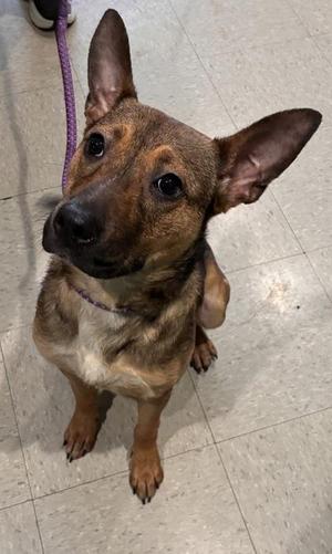 Bonnie Botanical Garden, Mixed Breed, adult, available for adoption