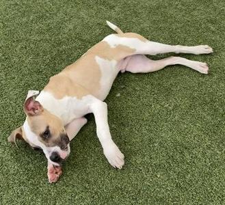 Corndog, Mixed Breed, young, available for adoption