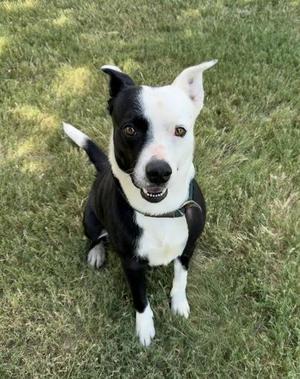 Domino, Mixed Breed, adult, available for adoption