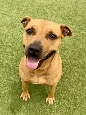 Derora, Mixed Breed, adult, available for adoption