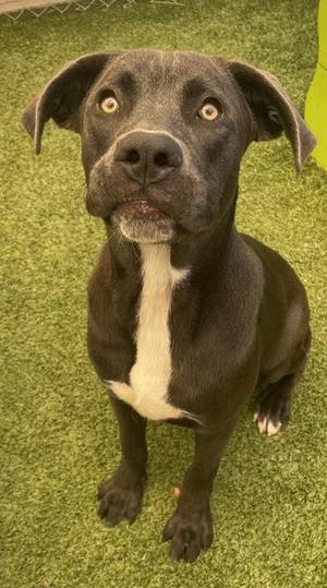 Binkly, Mixed Breed, adult, available for adoption