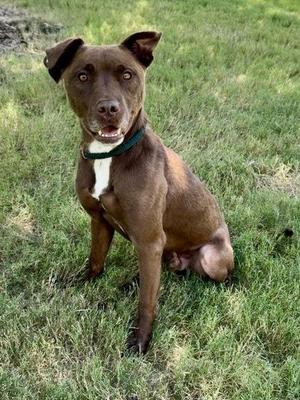Boots, Mixed Breed, adult, available for adoption