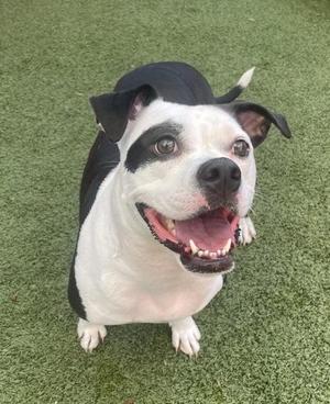 Athena, Mixed Breed, adult, available for adoption