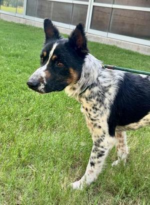 Blooper, Border Collie / Mixed Breed, adult, available for adoption