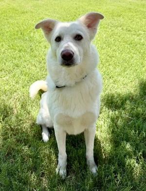 Charlotte, Retriever / Mixed Breed, adult, available for adoption