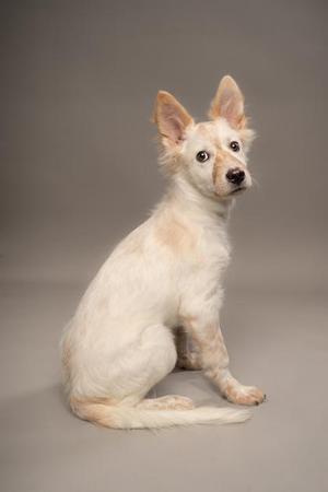 Artemis, Great Pyrenees / Mixed Breed, young, available for adoption