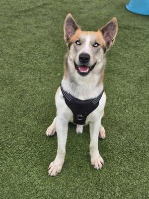 Corleone, Mixed Breed, adult, available for adoption