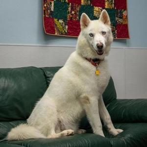 Sephiroth, Siberian Husky, adult, available for adoption