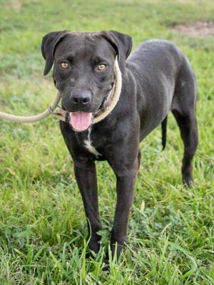 Harmony, Retriever, adult, available for adoption
