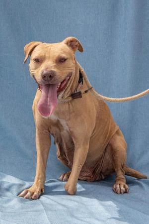 Rain, Pit Bull Terrier, adult, available for adoption