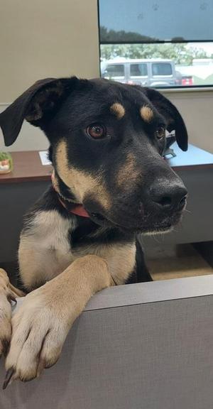 Bridgette, German Shepherd Dog, adult, available for adoption