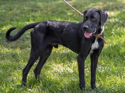Ichabod, Labrador Retriever / Hound, adult, available for adoption