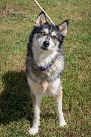 Princess, Siberian Husky, senior, available for adoption