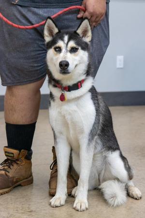 Layla, Husky, young, available for adoption