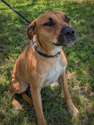 Bandit, Black Mouth Cur, adult, available for adoption