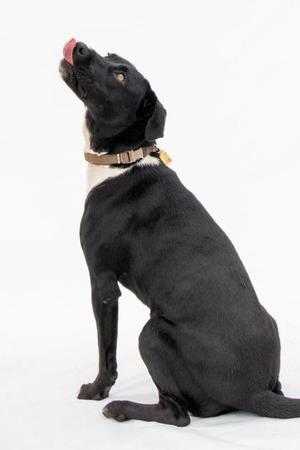 Churro, Retriever, young, available for adoption